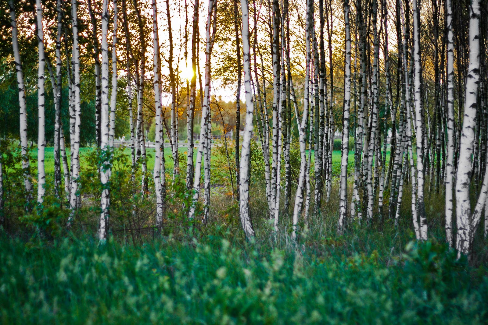 Public-site asset: a Trees forest sunset 1600 1067 d